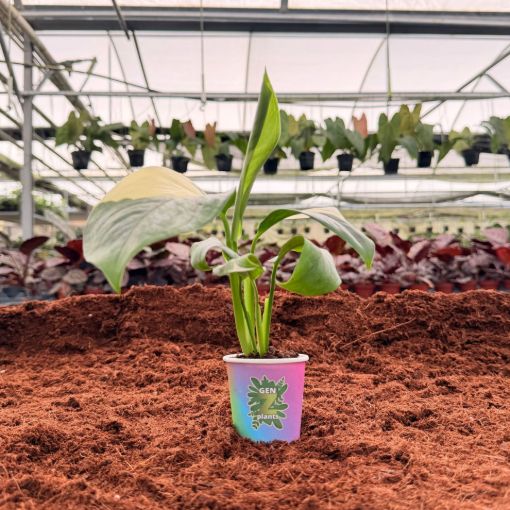 Picture of Monstera Standleyana 'Albo Variegata' 2"