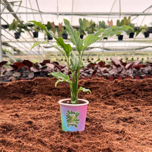 Picture of Monstera Oblique 2"