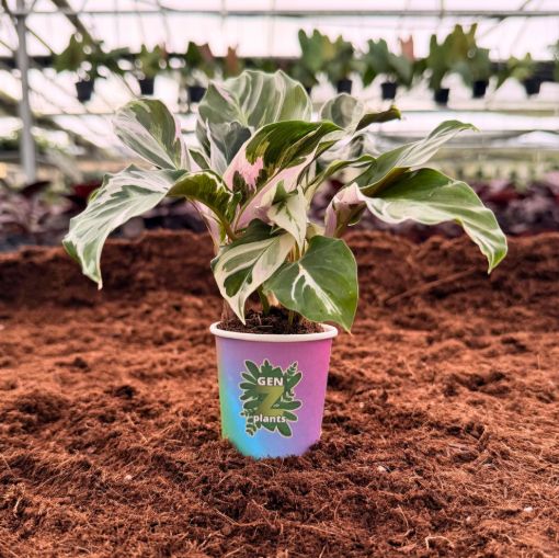 Picture of Calathea Fusion White 2"