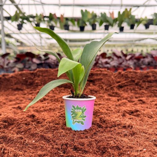 Picture of Platycerium Bifurcatum 2"