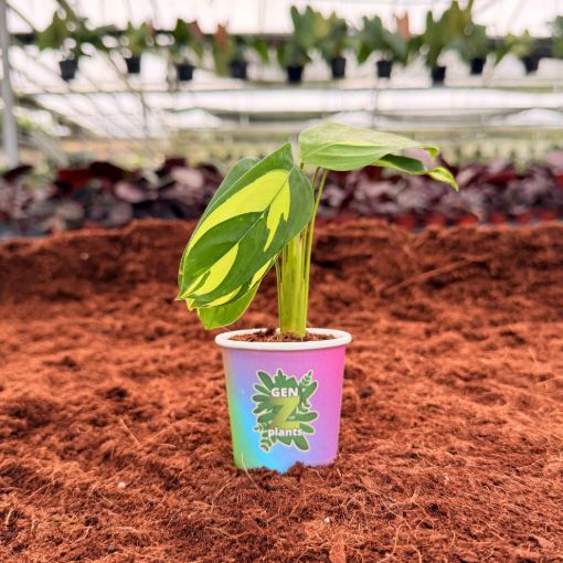 Picture of Calathea Pilosa 2"