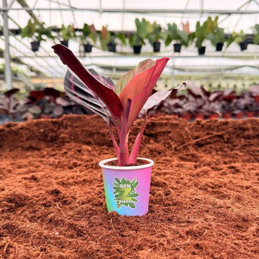 Picture of Calathea Jessey Princess 2"