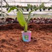 Picture of White Bird of Paradise 2"