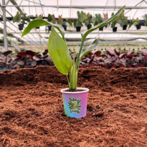 Picture of White Bird of Paradise 2"
