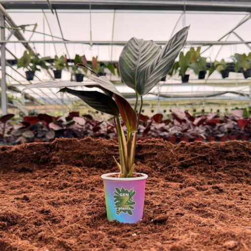 Picture of Calathea Beauty star 2"