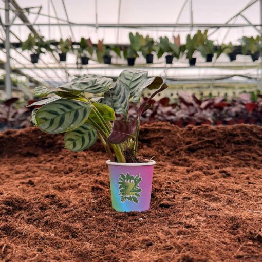 Picture of Calathea Burle Marx 2"