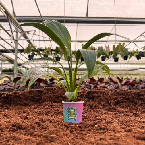 Picture of Peace Lily Sensation Variegated 2"