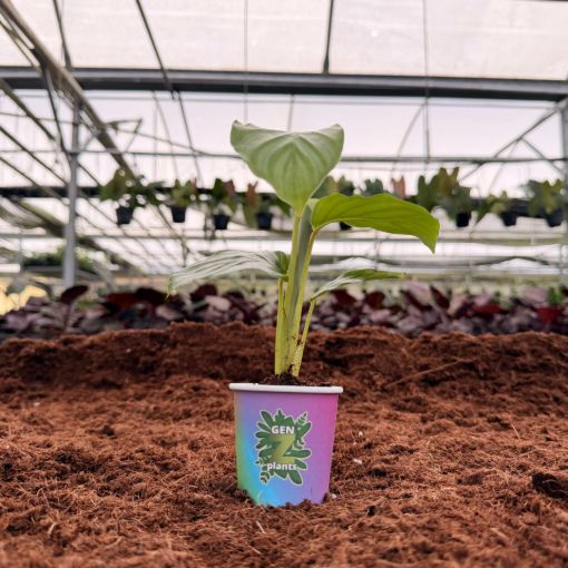 Picture of Calathea Orbifolia 2"