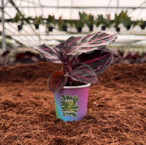 Picture of Calathea Dottie 2"