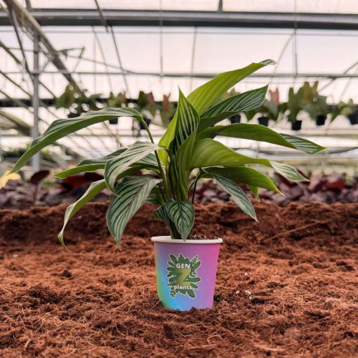 Picture of Calathea Vittata 2"