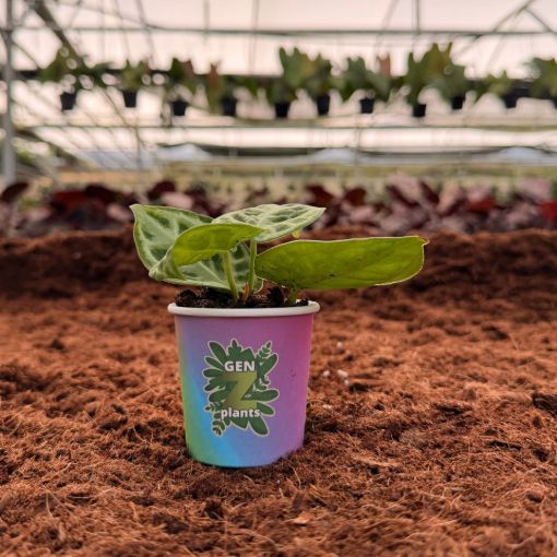 Picture of Anthurium Dorayaki 2"