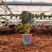 Picture of Philodendron Melanochrysum 2"