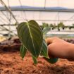 Picture of Philodendron Melanochrysum 2"