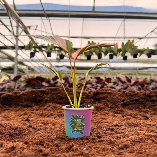 Picture of Maranta arundinacae Variegated 2"