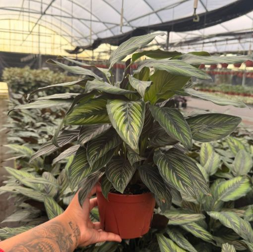 Picture of Calathea Beauty Star 6"