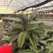 Picture of Calathea Beauty Star 6"