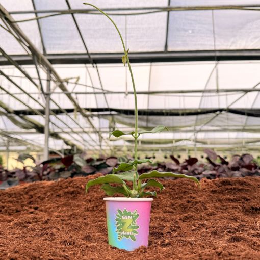 Picture of Hoya Villosa 2"