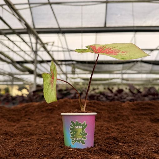 Picture of Caladium Peach Juice 2"