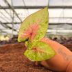 Picture of Caladium Peach Juice 2"