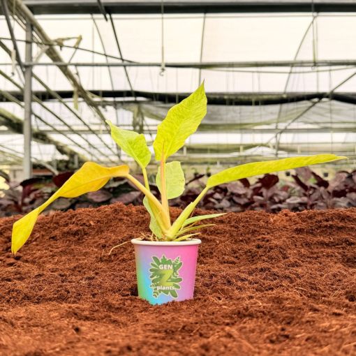 Picture of Philodendron Golden Serratum Marble 2"