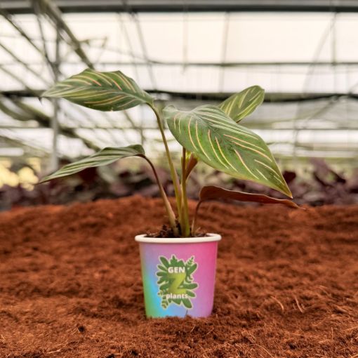 Picture of Calathea Ornata 2"