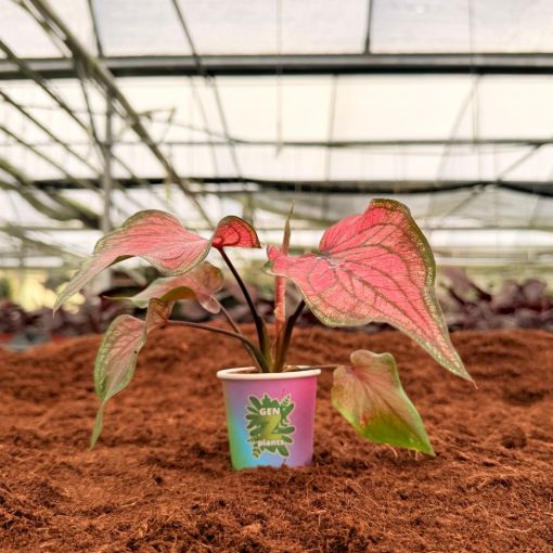 Picture of Caladium Lucia 2"