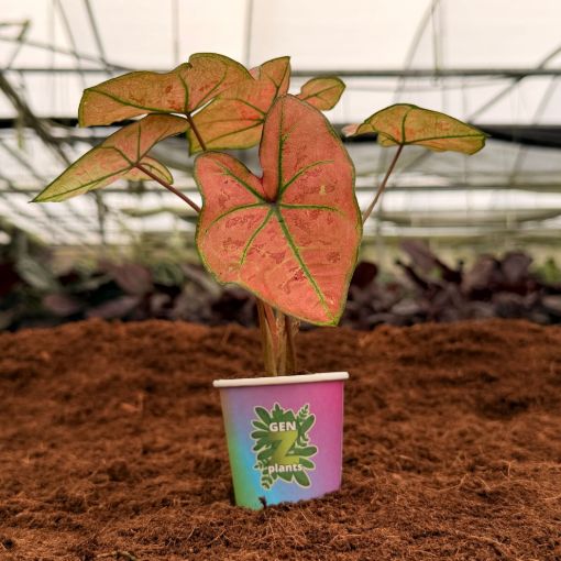 Picture of Caladium The Scarlet Girl 2"