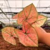 Picture of Caladium The Scarlet Girl 2"