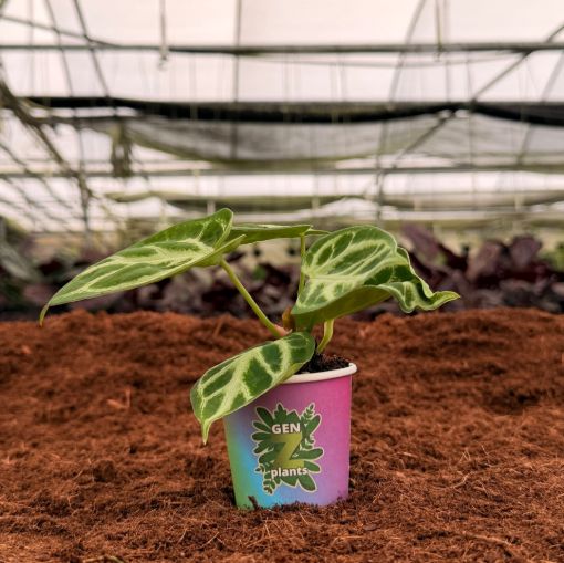 Picture of Anthurium Dorayaki x Silver Blush 2"