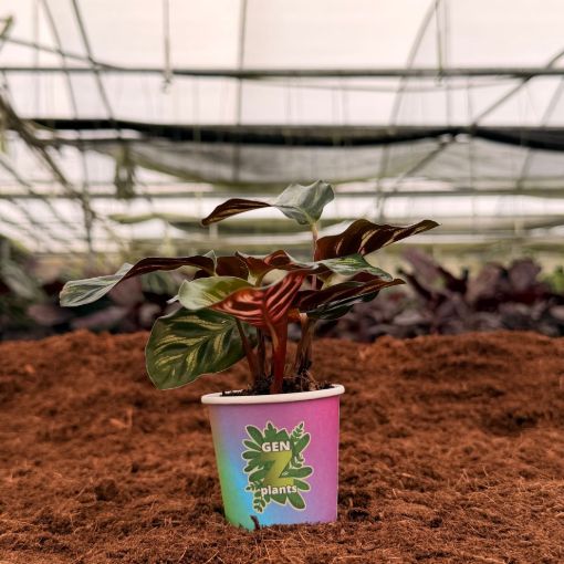 Picture of Calathea Makayona 2"