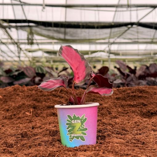 Picture of Calathea Rosy 2"