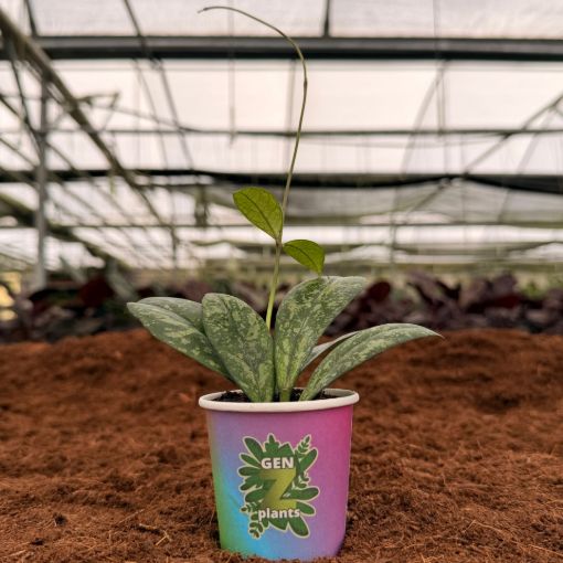 Picture of Hoya Crassipetiolata 2"