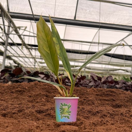 Picture of Philodendron Caramel Marble 2"