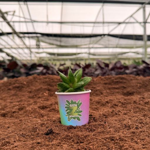 Picture of Sansevieria Pyramid 2"