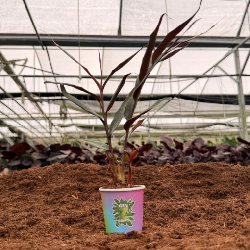 Picture of Red Bamboo Ginger 2"