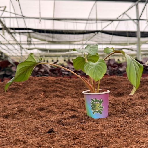 Picture of Homalomena rubescens 'Maggy' 2"