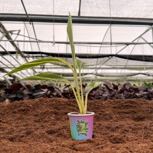 Picture of Alpinia Variegated 2"