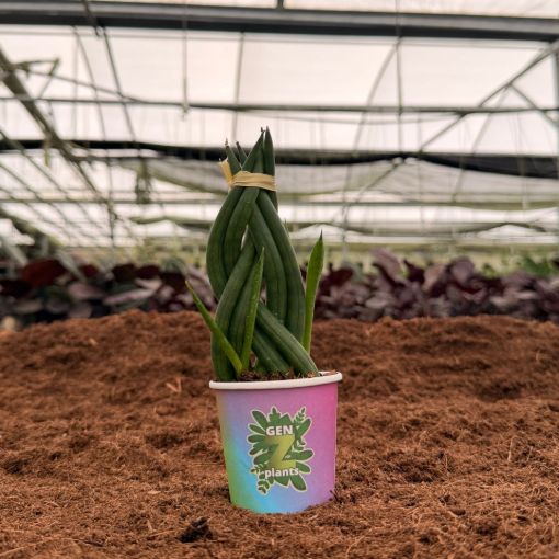 Picture of Sanseveria Cylindrica Braid 2"