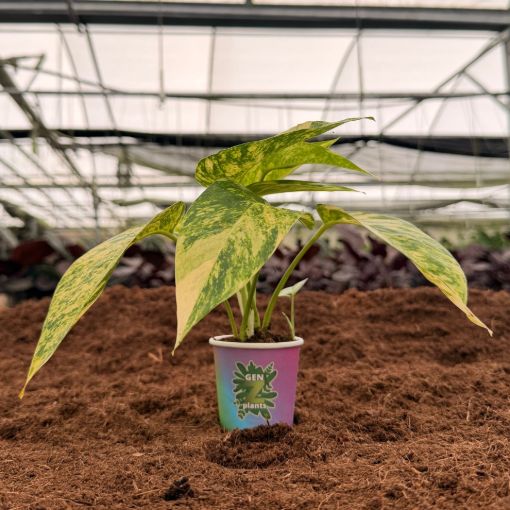 Picture of Epipremnum Golden Flame 2"