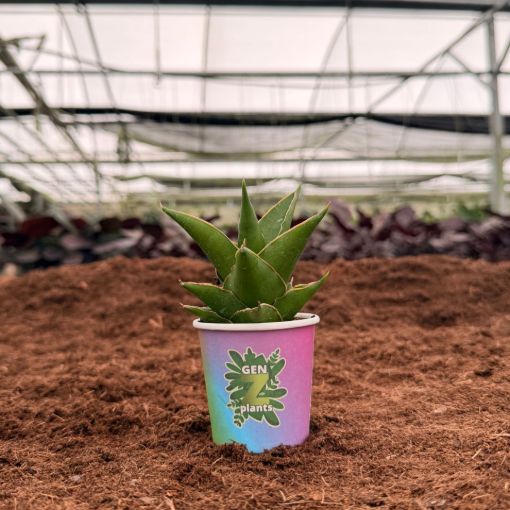 Picture of Sansevieria Green Tower 2"