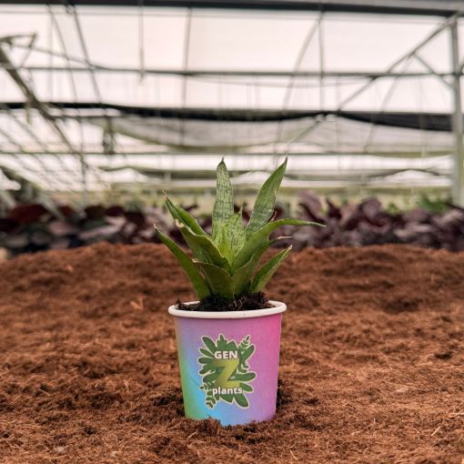 Picture of Sansevieria Josephine 2"