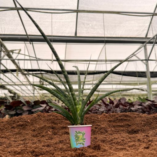 Picture of Sansevieria Fernwood 2"