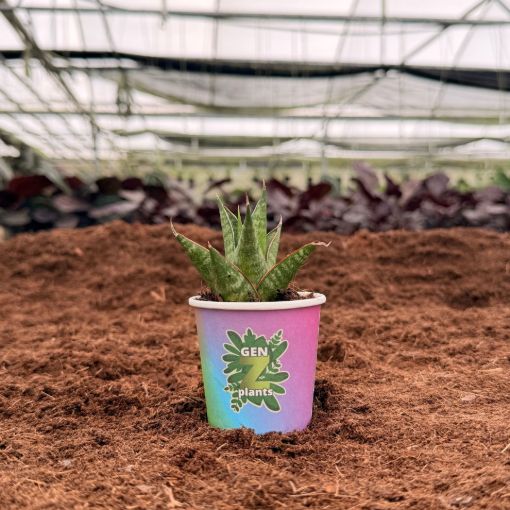 Picture of Sansevieria Table Mountain 2"
