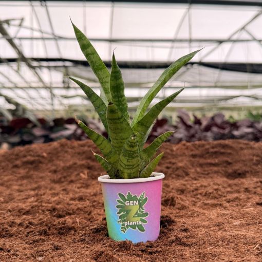 Picture of Sansevieria Tough Lady 2"