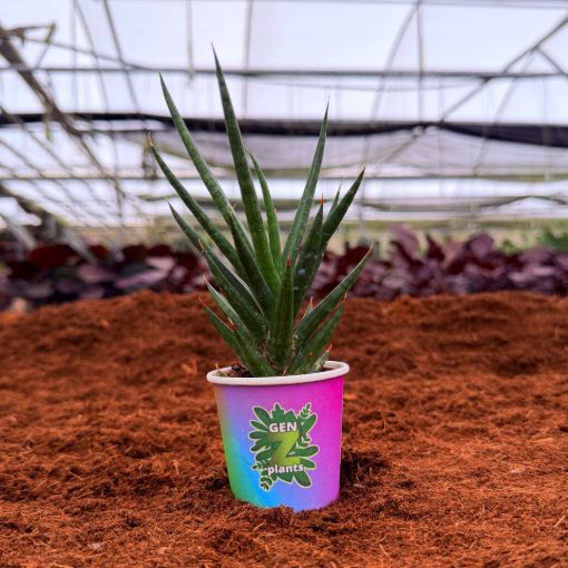 Picture of Sansevieria Francisii 2"