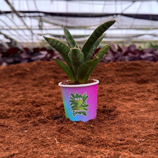 Picture of Sansevieria Marsha Anjani 2"