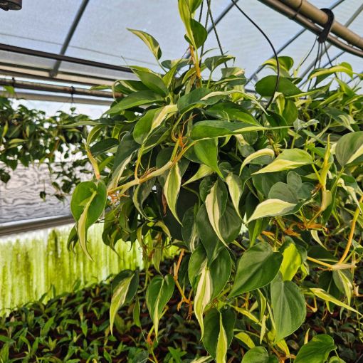 Picture of Philodendron Silver Stripe HB 8"