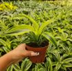 Picture of Dracaena Lemon Surprise 4"