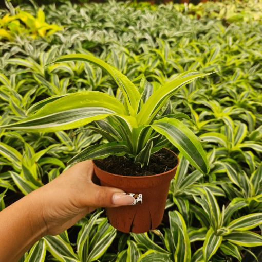 Picture of Dracaena Lemon Surprise 4"