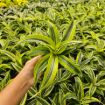 Picture of Dracaena Lemon Surprise 4"